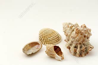 Collection of clams and shells