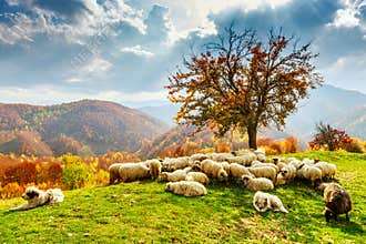 Autumn landscape in the Romanian Carpathians