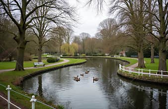 Geese swim on pond in Carshalton village park. Bare trees line path with benches beside water. White fence borders manicured