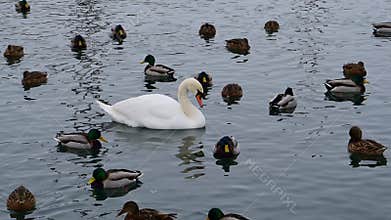 Wild birds of Ukraine in winter: mute swan (Cygnus olor), mallard (Anas platyrhynchos),