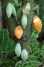 Cocoa tree