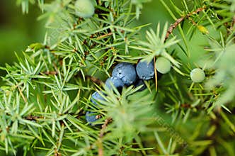 Juniper berries on the tree