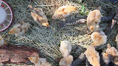 Chicks exploring straw covered area near logs feeders