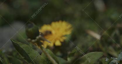 Macro of Honey Bee Apis mellifera on yellow Dandelion Taraxacum flower