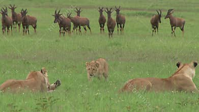 Lions hunting in the plains
