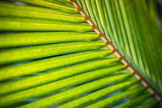 Picturesque artistic palm leaf blur macro, dreamy sunlight tropical garden, closeup of exotic plants, abstract nature background