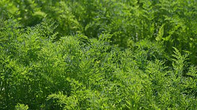 The Lush Green carrots Foliage of Vibrant Herbaceous Plants Thrives Under Bright Sunlight and Warmth