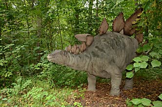 Stegosaurus