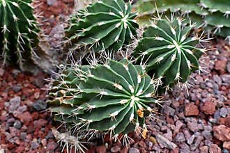 Ferocactus robustus – colony of ball cactus
