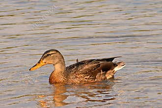 Male wild duck searching for food at the edge of a lake.