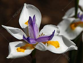 African Iris