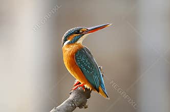 Common Kingfisher Alcedo atthis
