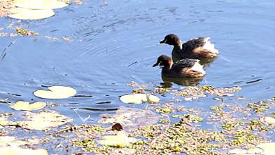 Two Australasian grebes chatter at each other and then dive below the surface.