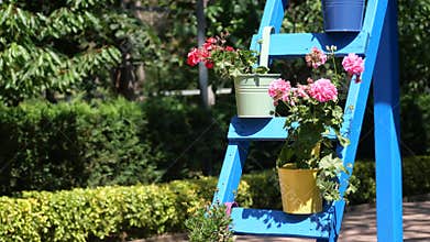 Colorful flower pots on blue ladder in sunny garden