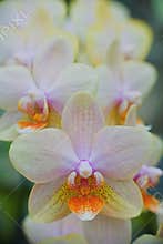 A pink, yellow, and orange orchid flower
