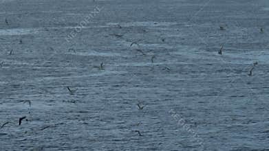 Seagull Flock Flying Sea