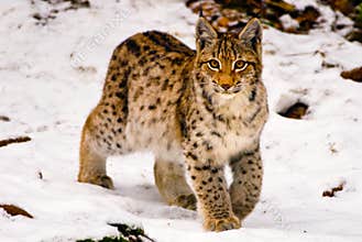 Lynx in snow