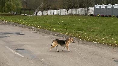 Homeless dogs in animal shelter. Dogs waiting for adoption