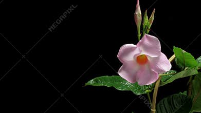 Mandevilla Flower Timelapse