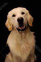 Sweet golden retriever