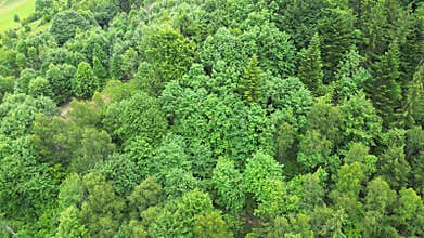 Aerial view of lush green forest canopy showcasing vibrant foliage, with gradual zoom out revealing expansive landscape, capturing