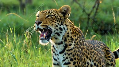 Majestic leopard yawns in the african savanna at sunrise showcasing its powerful jaws and teeth