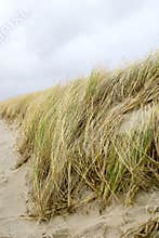 High grass