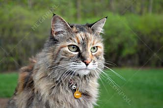 Сat Maine Coon in garden