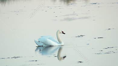 Mute swan (Cygnus olor). A white swan swims in a pond. Shakes her head and preens her feathers. Slow motion