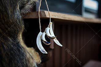 Wild Boar Tusks and Fur Pelt in Traditional Japanese Setting