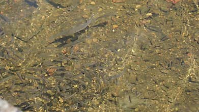 Various Sized Grey Mullet Swimming in Clear Tidal Harbour Water
