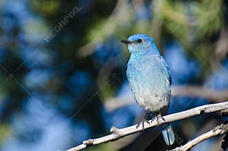 Mountain Bluebird Perched in a Tree