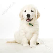 Adorable puppy