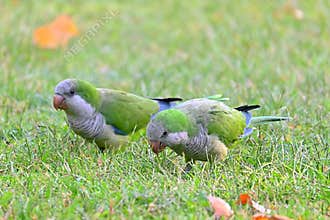 Green Monk parakeet pair in the city , Myiopsitta monachus