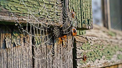 MORNING DEW TURNS A SPIDERWEB INTO DIAMONDS