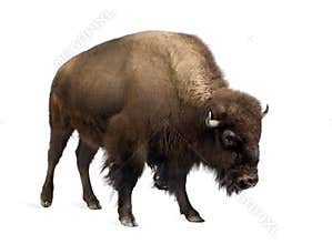 Bison