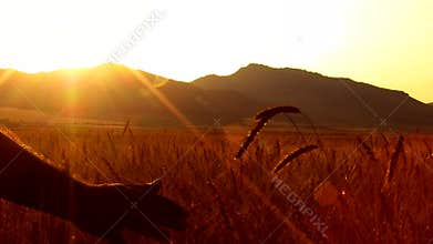 Wheat harvest field