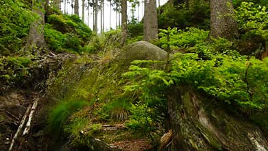 Wild forest