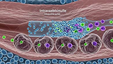 Microscopic View of Immune Cells Responding to Intravascular Pathogens in a Blood Vessel with Surrounding Tissue