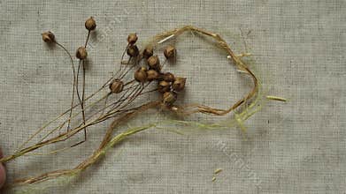 Structure of the flax stem, together with the dry flax plant.