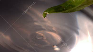Drop of water rolling off basil leaf