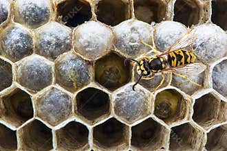 Wasp on the nest