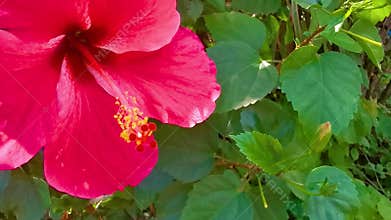 Red beautiful hibiscus flower flowers shrub tree plant in Thailand