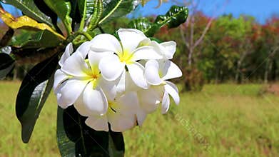Tropical Plumeria white yellow flowers with green plant tree background