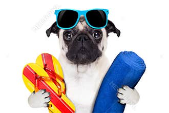 Pug vacation
