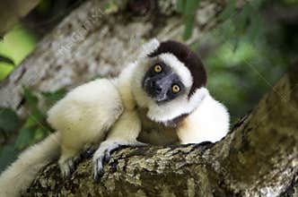 Sifaka lemur, Madagascar