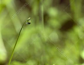 Macro shot of dew drop on grass blade with green blurred background