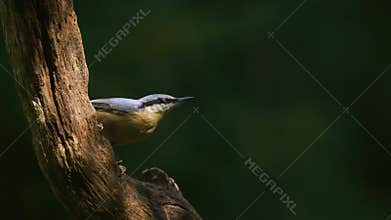 Slow-motion low angle of a nuthatch is flying from a tree branch.
