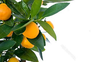 Citrus tree with fruit - small orange
