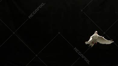 White dove of peace flying on black background